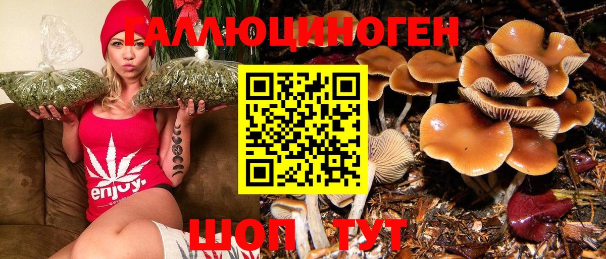 Псилоцибиновые грибы Cubensis Фролово